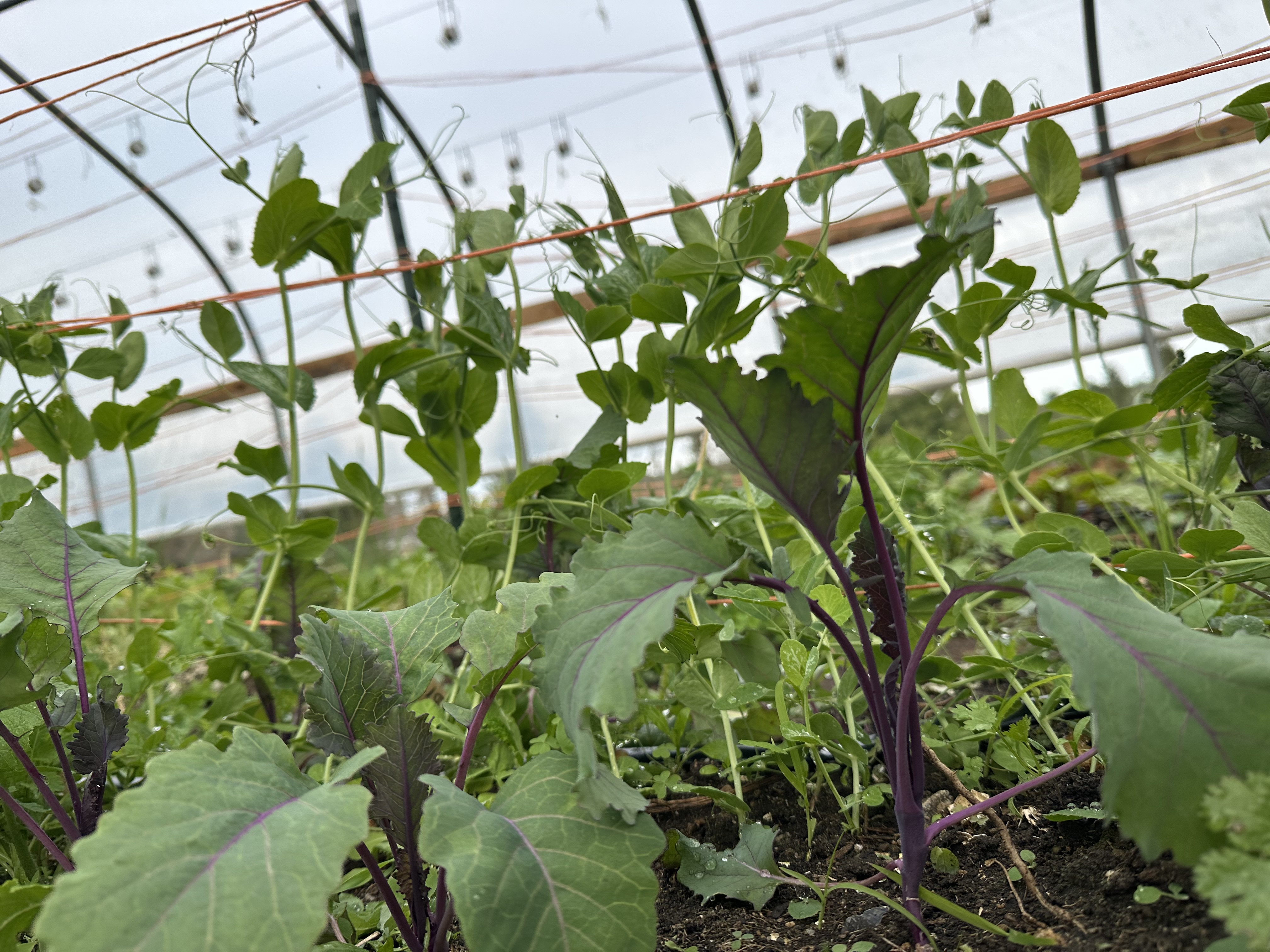 Our 2026 Farm Share/CSA  Begins May 7th
